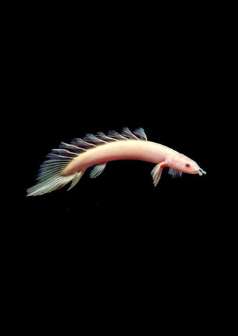 Bichir Senegal Albino