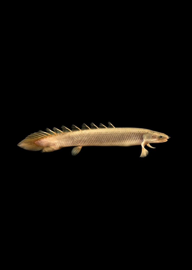 Bichir Senegal