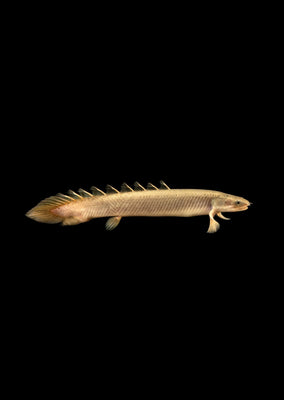 Bichir Senegal