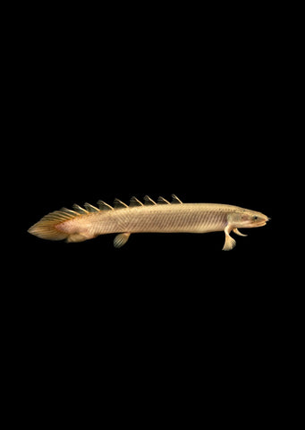 Bichir Senegal