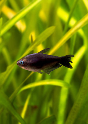 Black Emperor Tetra