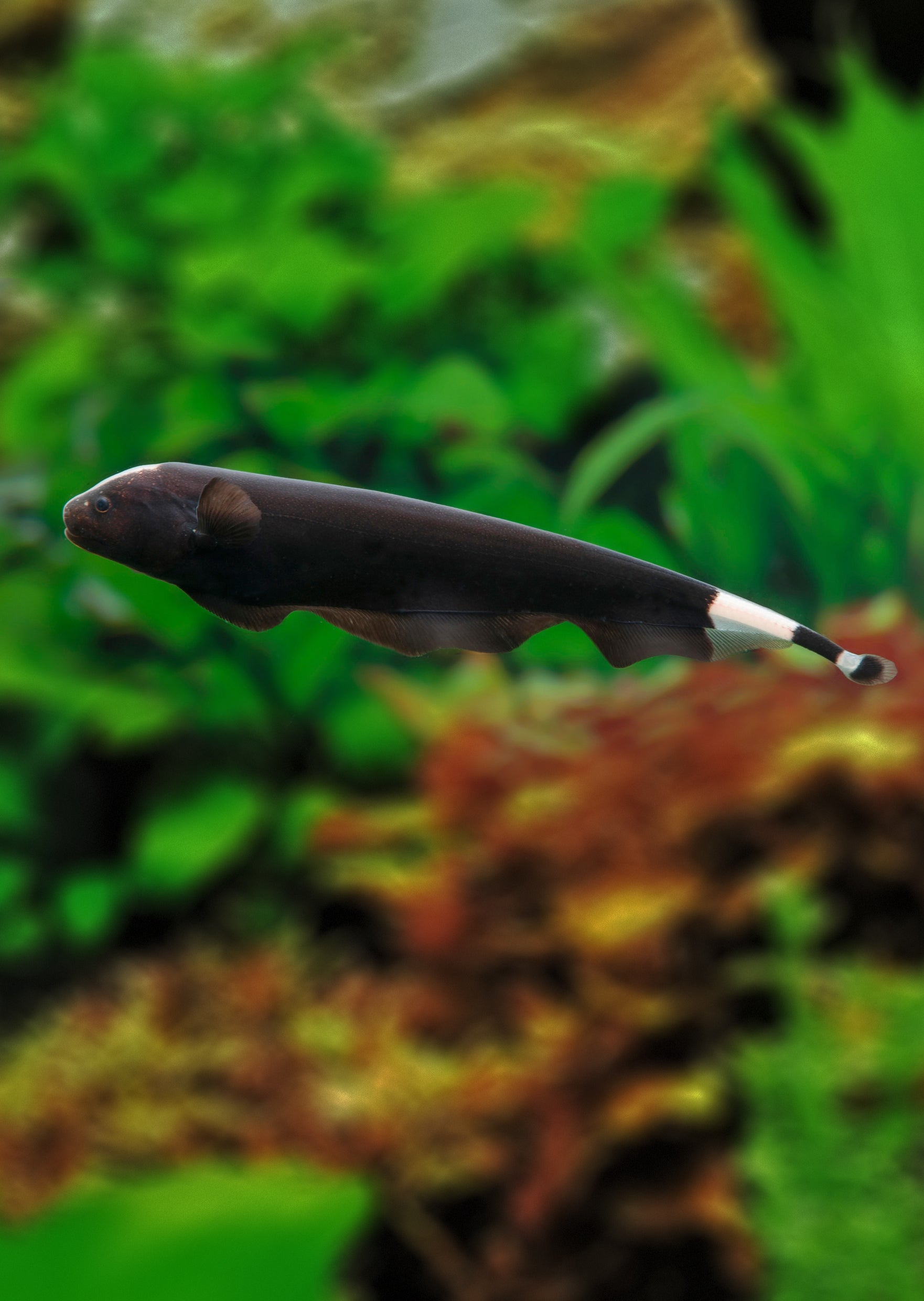 Black Ghost (Knife Fish) | Live Tropical Fish UAE | Discus.ae