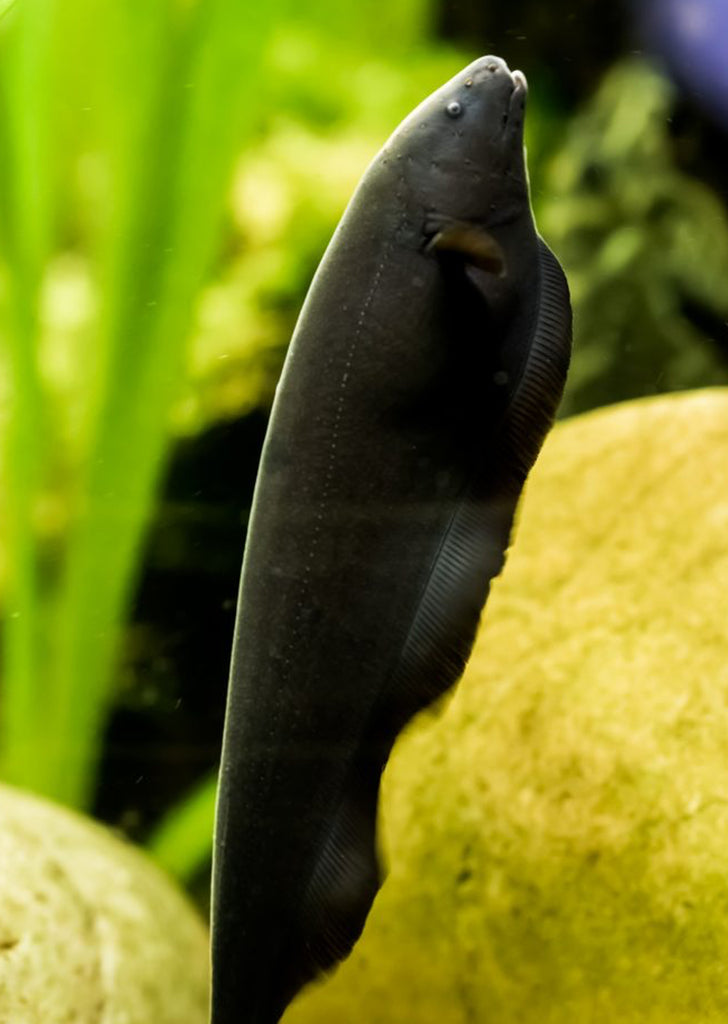 Black Ghost (Knife Fish)