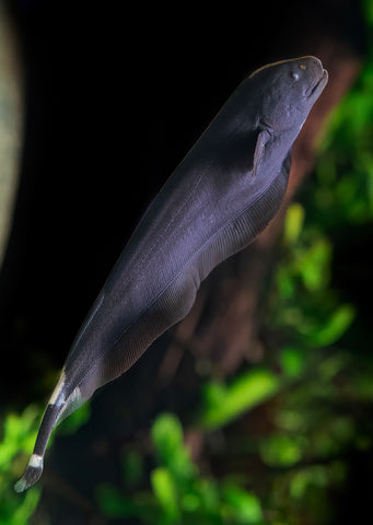 Black Ghost (Knife Fish)