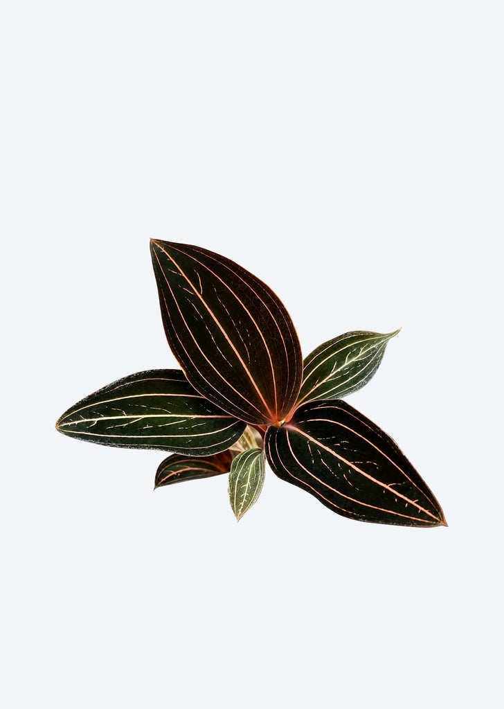 Black Jewel Orchid