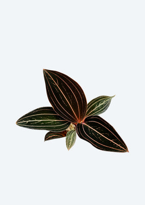 Black Jewel Orchid