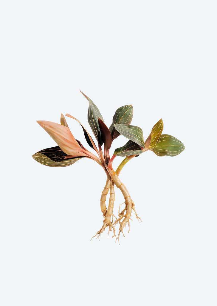 Black Jewel Orchid