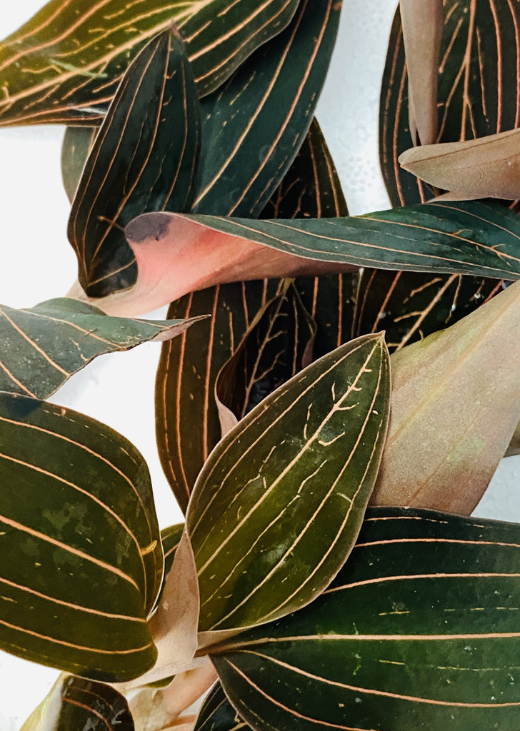 Black Jewel Orchid