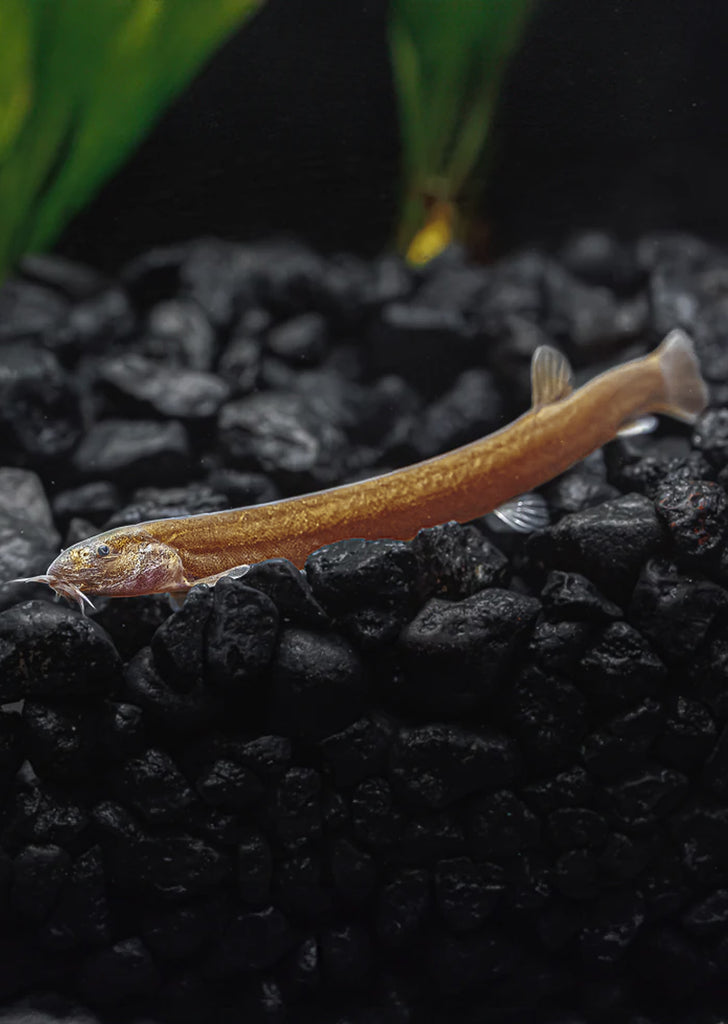 Black Kuhlii Loach