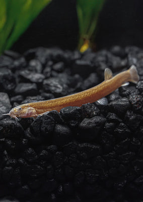 Black Kuhlii Loach