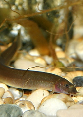 Black Kuhlii Loach