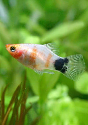 Bleeding-Heart Platy
