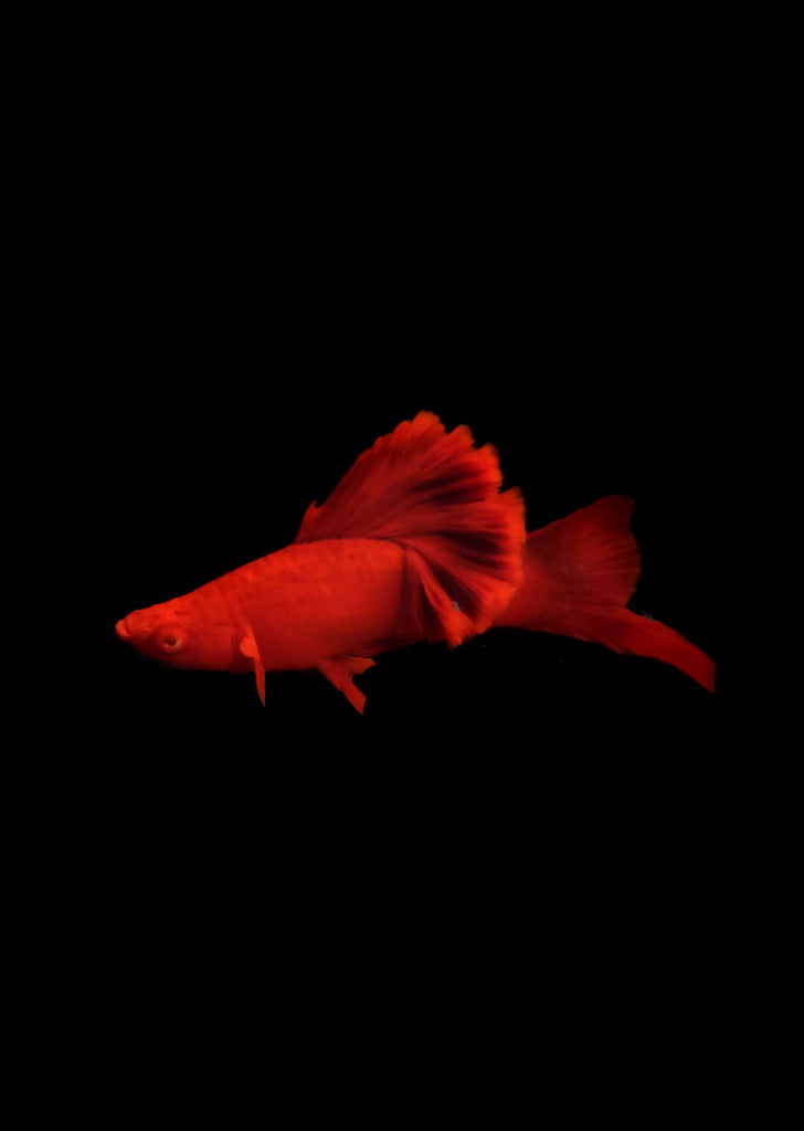 Blood-Red Cauliflower Swordtail