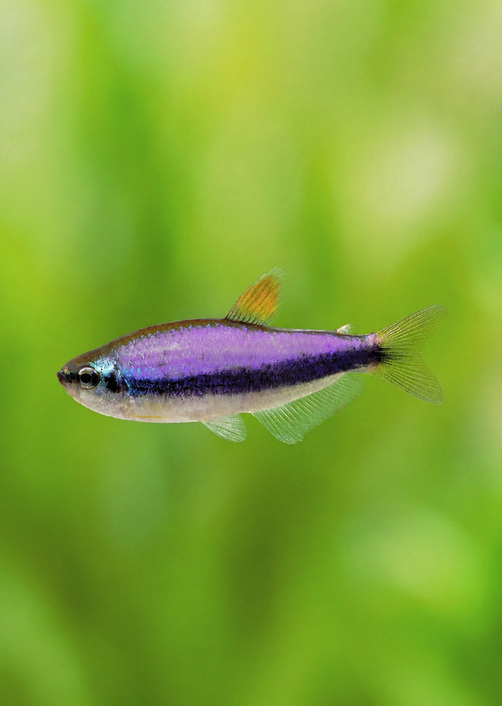 Blue Emperor Tetra