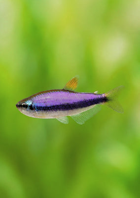 Blue Emperor Tetra
