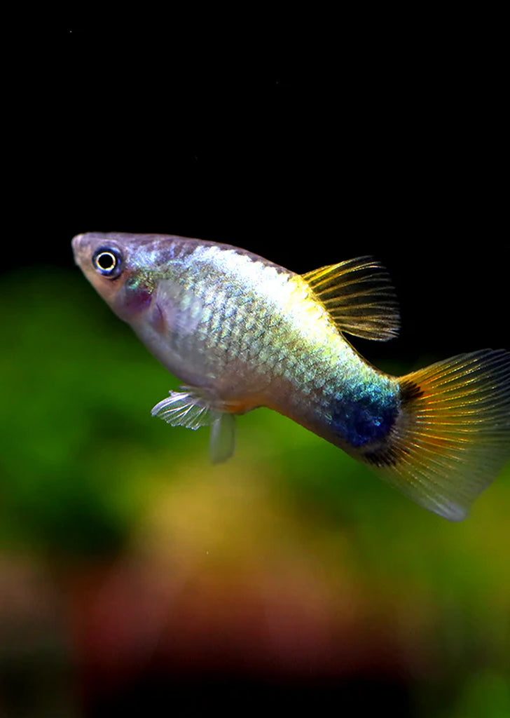 Blue Platy