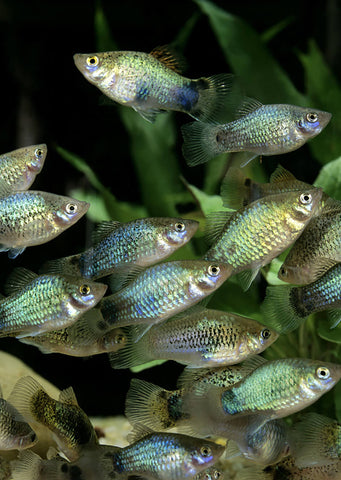Blue Platy