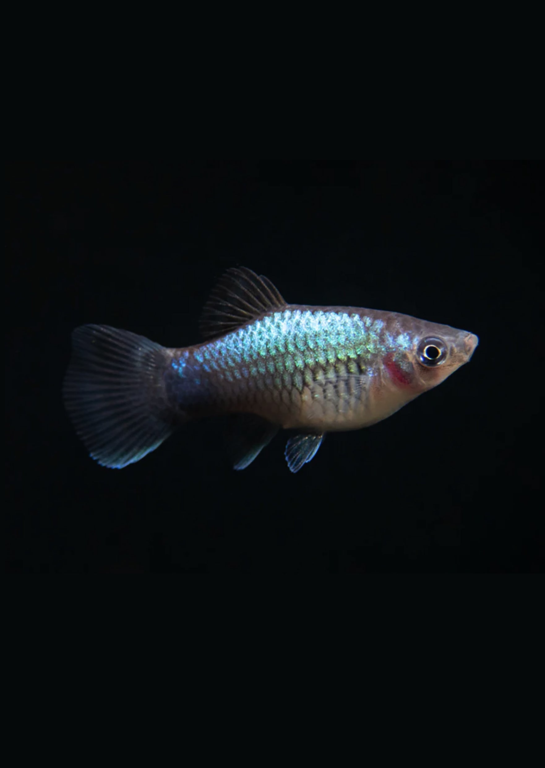 Blue Platy - Xiphophorus maculatus | MasterFisch Blue Platy - Xiphophorus maculatus | MasterFisch