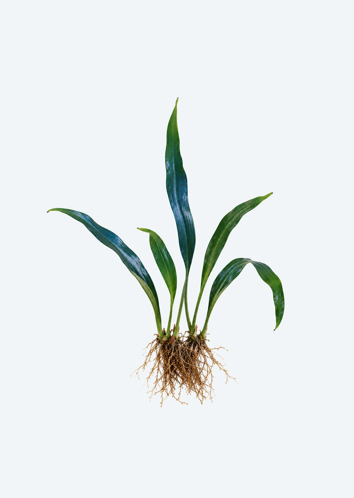 Blue Oil Fern