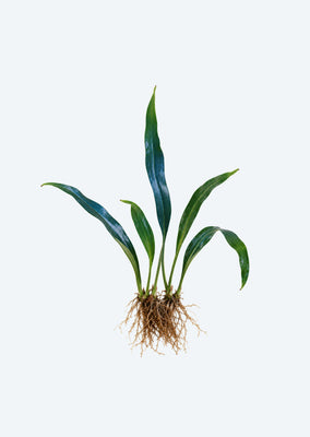 Blue Oil Fern