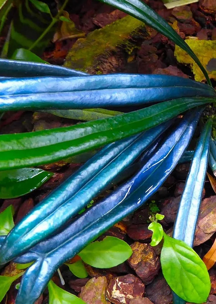 Blue Oil Fern