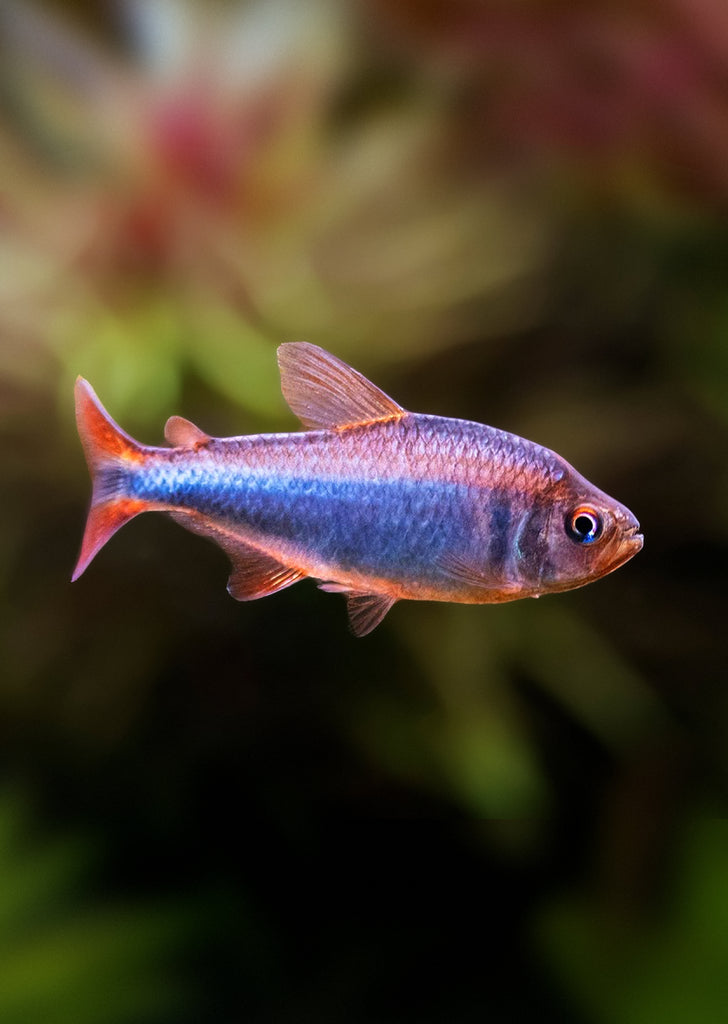 Blueberry Tetra