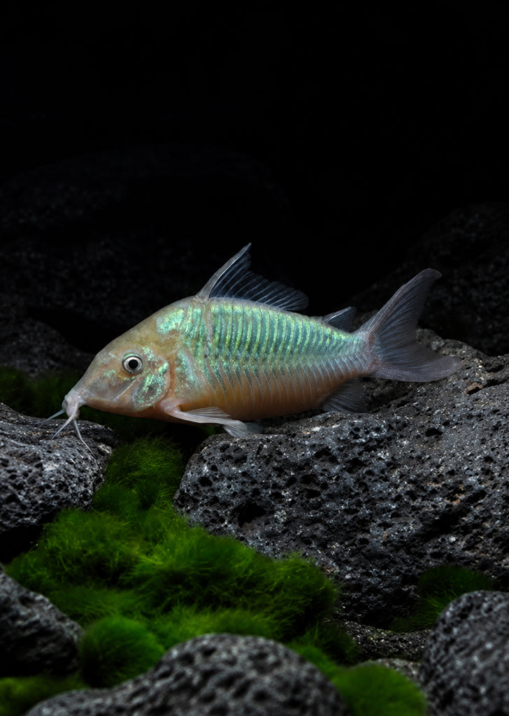 Giant Emerald Brochis
