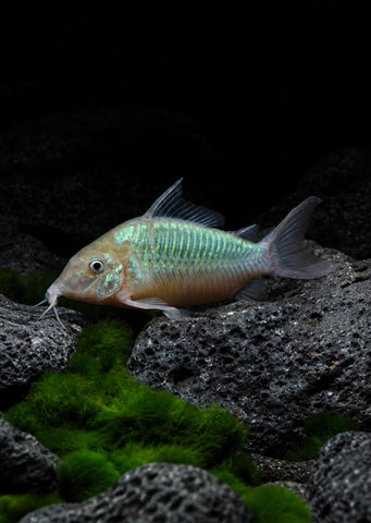 Giant Emerald Brochis