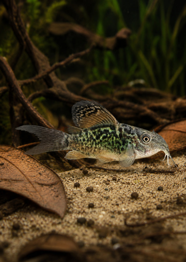 Giant Emerald Brochis