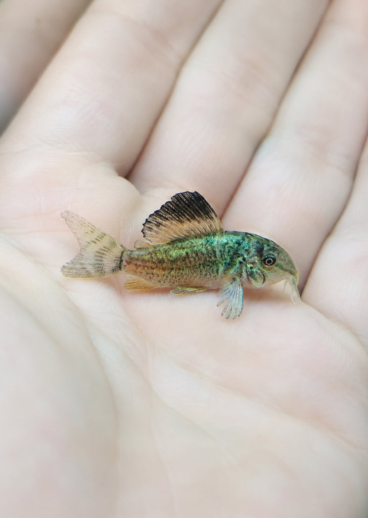 Giant Emerald Brochis