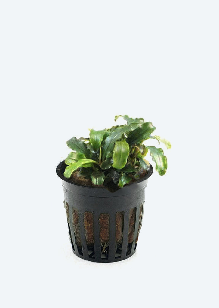 Buce. Kedagang Mini Round