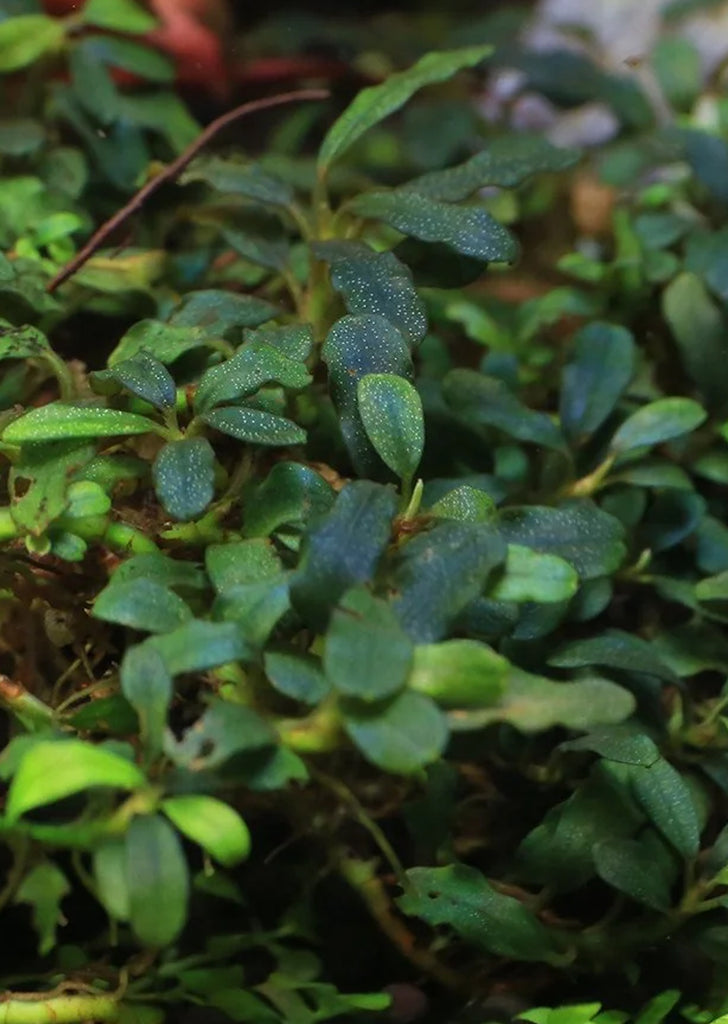 Buce. Kedagang Mini Round