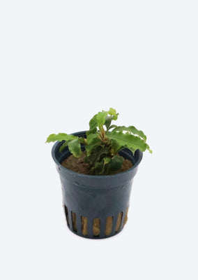 Bucephalandra Sintang ‘Green’