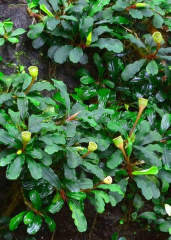 Bucephalandra Sintang ‘Green’