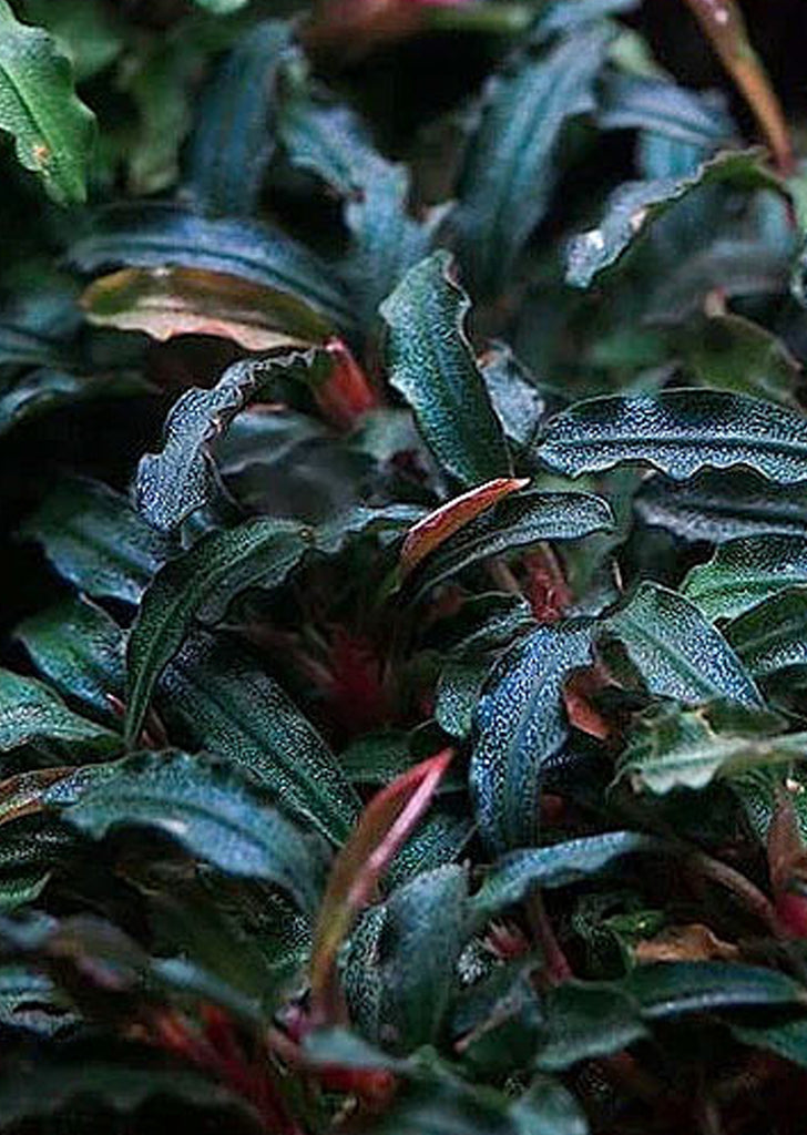 Bucephalandra Godzilla