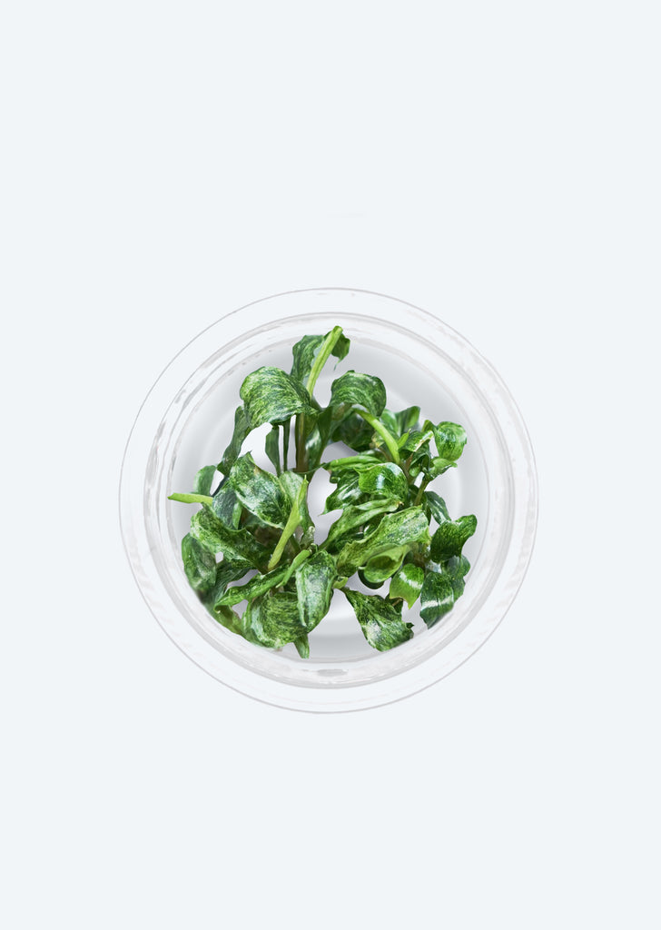 Bucephalandra variegated 'Marble'