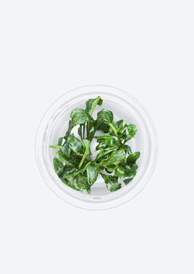 Bucephalandra variegated 'Marble'