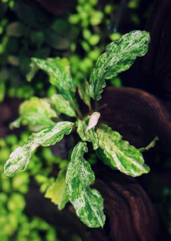 Bucephalandra variegated 'Marble'