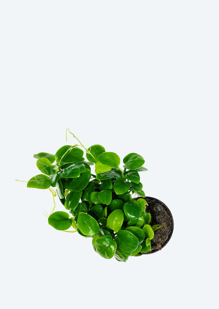Anubias barteri var. nana ‘Mini’ (Large)