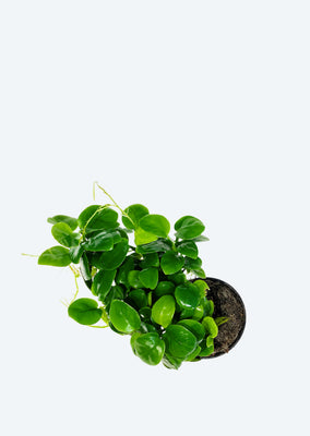 Anubias barteri var. nana ‘Mini’ (Large)