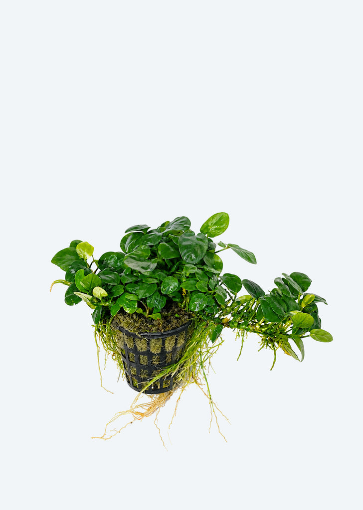 Anubias barteri var. nana ‘Mini’ (Large)