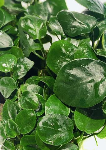 Anubias barteri var. nana ‘Mini’ (Large)