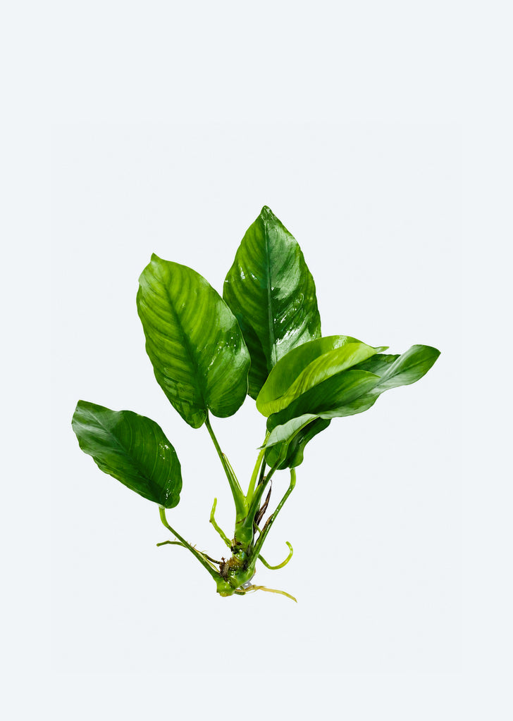 Anubias barteri var. barteri (Large)