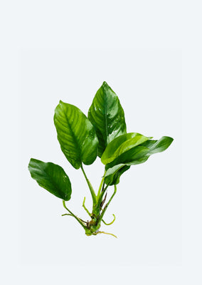 Anubias barteri var. barteri (Large)