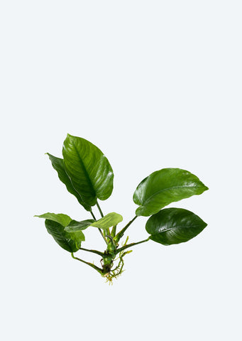 Anubias barteri var. barteri (Large)