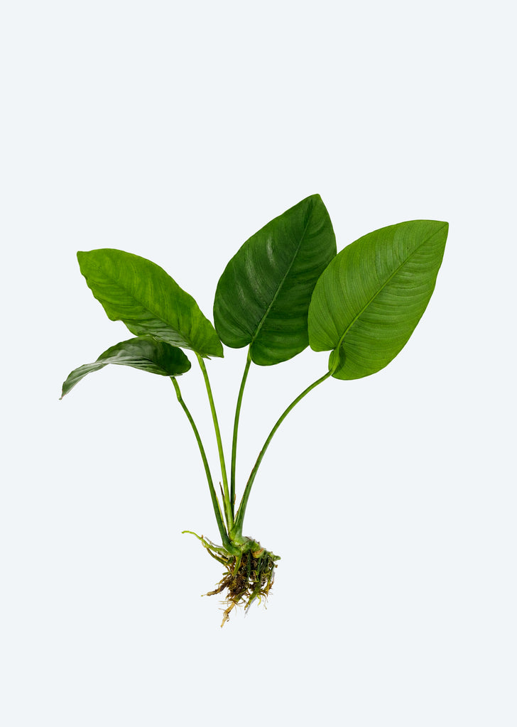 Anubias barteri var. barteri (Large)