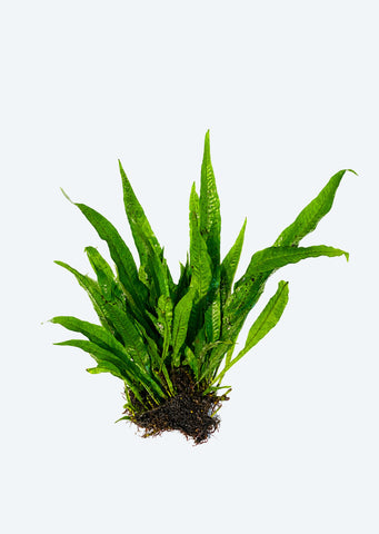 Microsorum sp. Pteropus (Large)