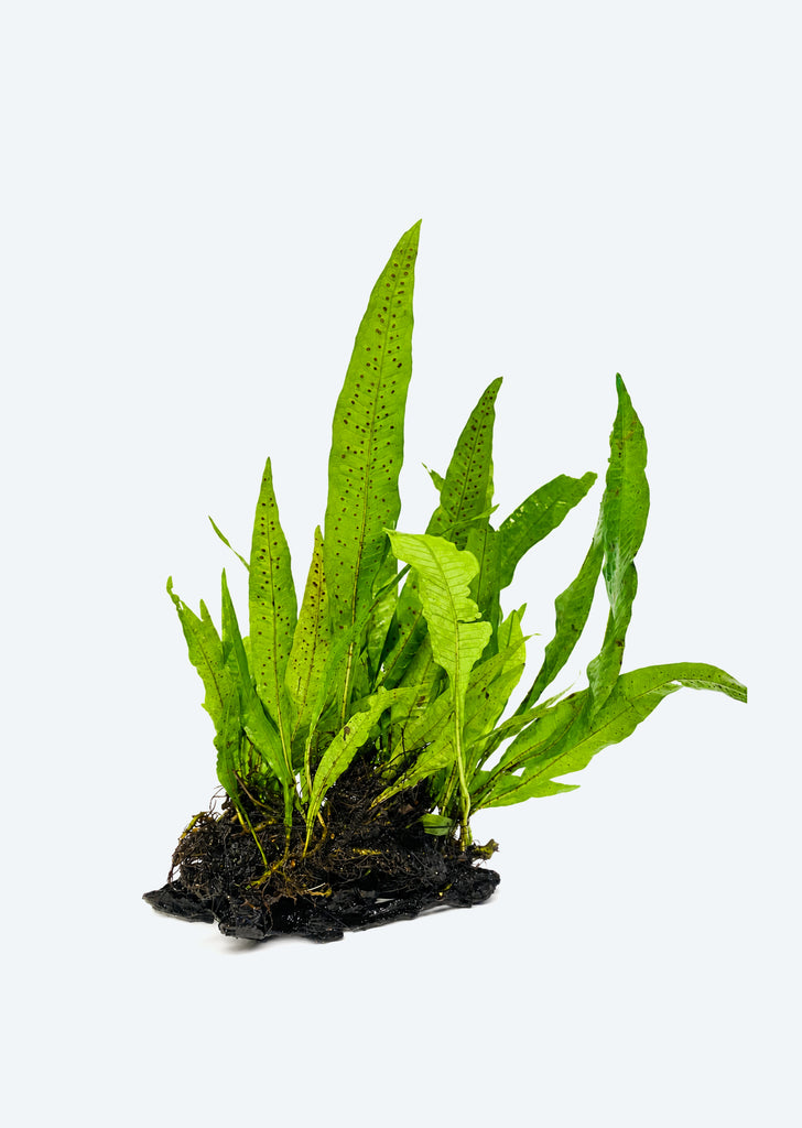 Microsorum sp. Pteropus (Large on Wood)