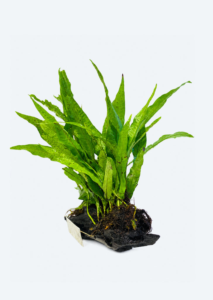 Microsorum sp. Pteropus (Large on Wood)