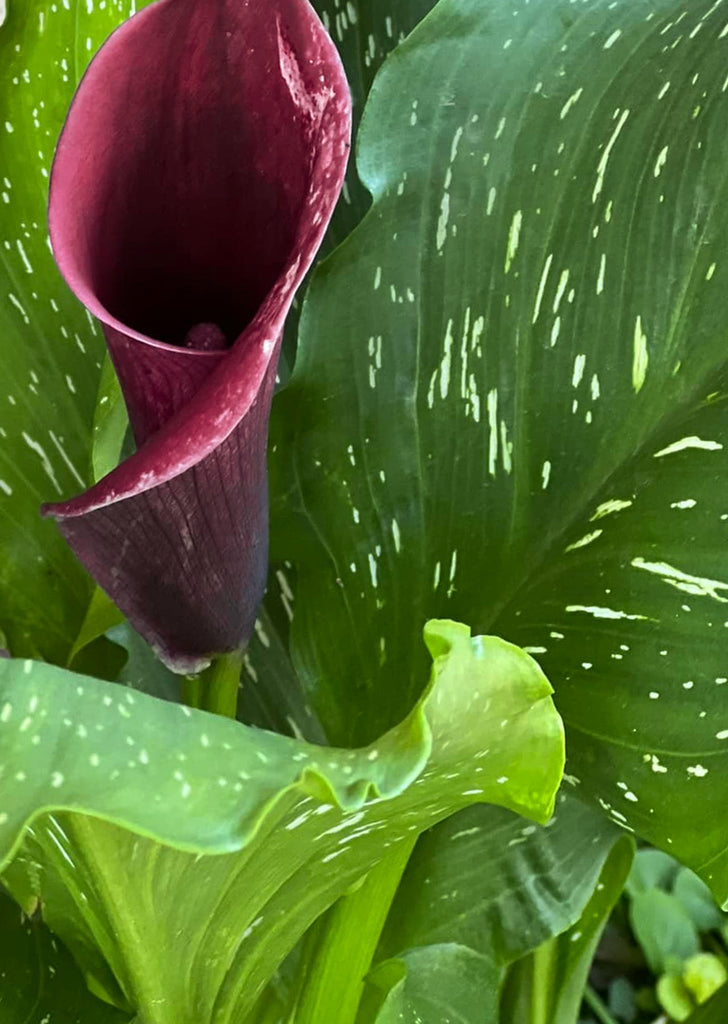 Cala Lily Purple Spirit